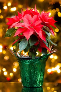 Poinsettia plant in a pot with Christmas lights in the background