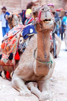 Portrait of a camel covered by colorful rugs in Petra, Jordan