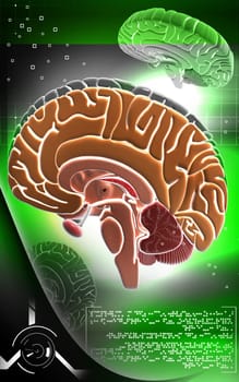 Digital illustration of brain in colour background