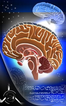 Digital illustration of brain in colour background