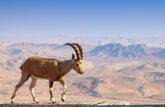 Wild ibex at Ramon crater in the Negev Desert in Israel