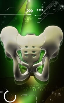 Digital illustration of pelvic girdle in colour background