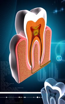 Digital illustration of teeth cross section in colour background