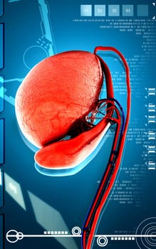Digital illustration of testicles in colour background