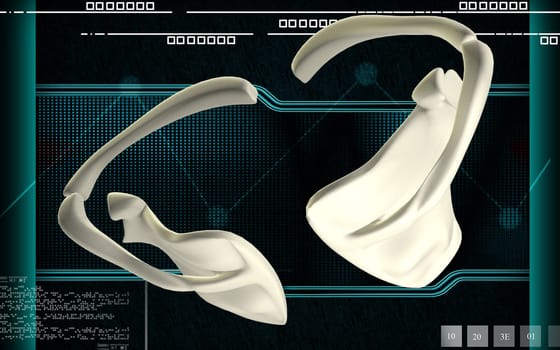 Digital illustration of collar bone in colour background