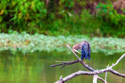 Green heron cleaning feathers on a small lake in Central Kentucky