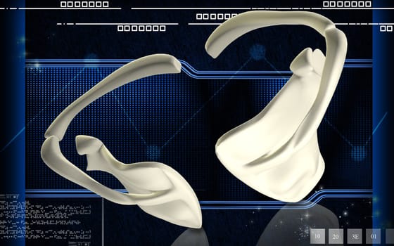 Digital illustration of collar bone in colour background