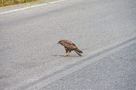 Goshhawk while eating in the middle of e cretan road