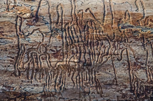Close up on surface of a tree trunk left on the beach
