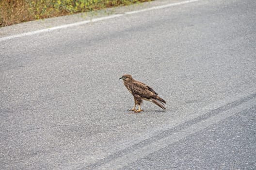 Goshhawk while eating in the middle of e cretan road