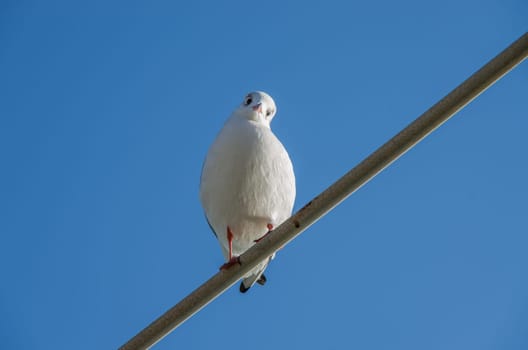 Seagull Larus ridibundus while resting after a long fly.