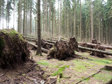 Shot of the fallen trees - trees uprooted by a storm