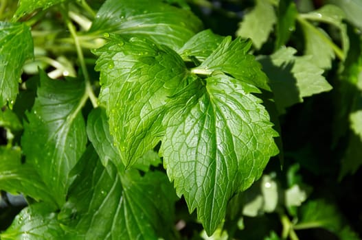 Close up of the leaves of the herb plant, catnip outside in sunshine.