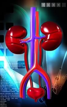 Digital illustration of kidney in colour background