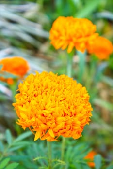 Marigold  flowers field, summer in garden Thailand