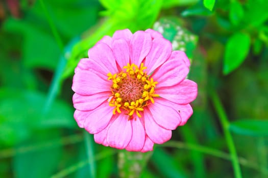 Pink Zinnia elegans in field,  summer in garden Thailand