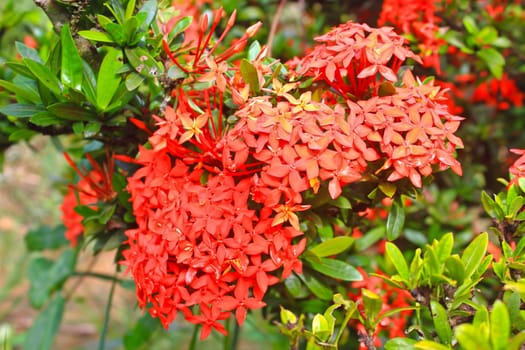 Closeup red flower ,Indian Jasmine.scientific name Ixora chinensis Lamk