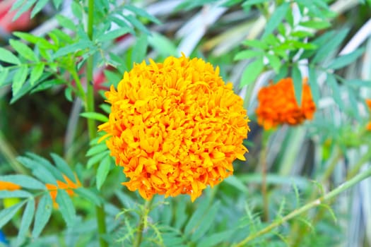 Marigold  flowers field, summer in garden Thailand