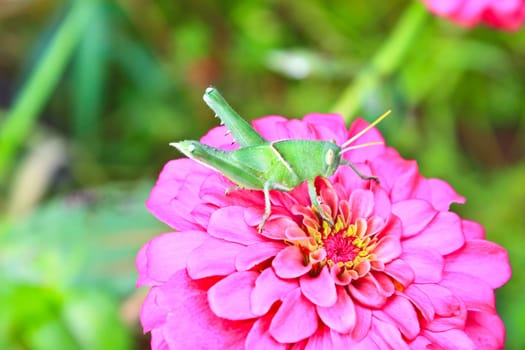 green grasshopper on pink zinnia summer flower