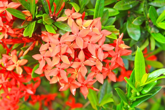 Closeup red flower ,Indian Jasmine.scientific name Ixora chinensis Lamk