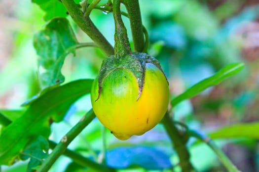 yellow eggplant on tree in garden, Thailand