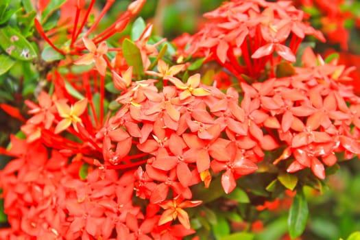 Closeup red flower ,Indian Jasmine.scientific name Ixora chinensis Lamk
