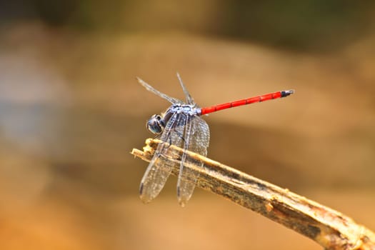 red dragonfly resting on a branch in forest