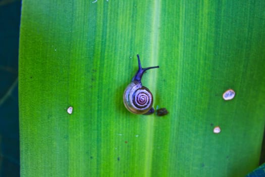 Small Snail resting on  green leaves in morning