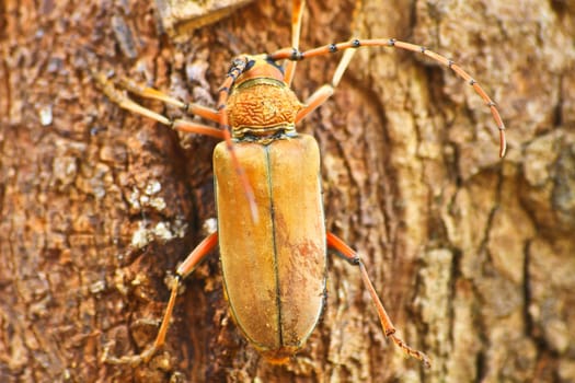 Long Horned Beetle on tree, Megopsis sp. in nature