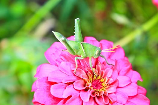 green grasshopper on pink zinnia summer flower