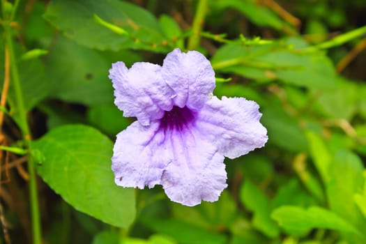 Ruellia tuberosa flower blooming,  purple flower.Ruellia tuberose, Waterkanon, Watrakanu, Minnieroot, Iron root, Feverroot, Popping pod, Trai-no, Toi ting