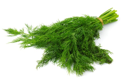Dill,plant against a white background as a spice for kitchen