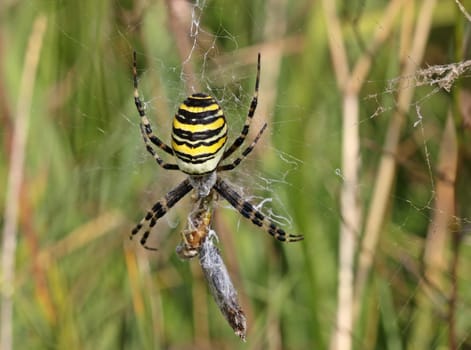 Wasp spider (Argiope bruennichi) with prey