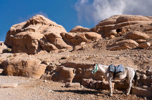 Petra with mule