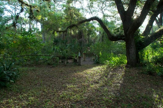 View of public park in southwest florida with sunrising behind a large oak tree.