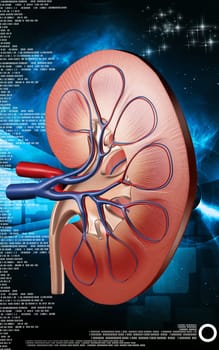 Digital illustration of kidney in colour background