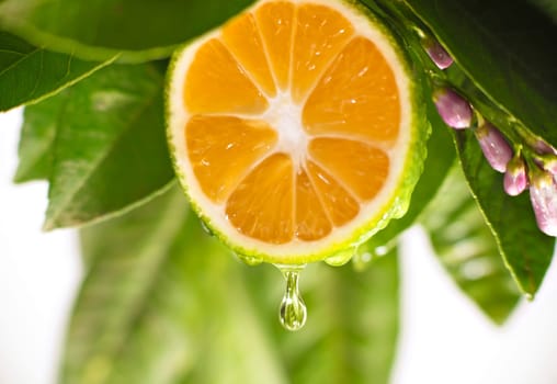 Drops of lemon juice running down on the lemon tree.