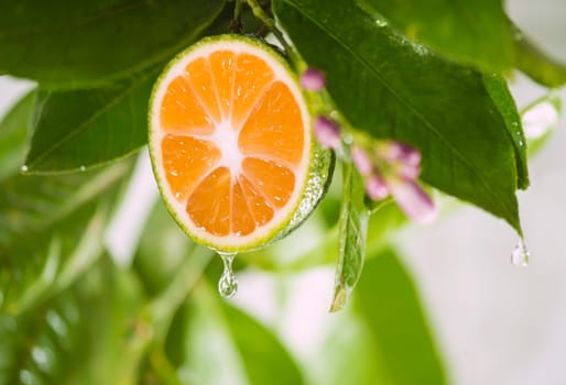 Drops of lemon juice running down on the lemon tree.