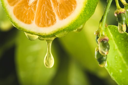 Drop of juice falling from a sliced ​​lemon (or orange).