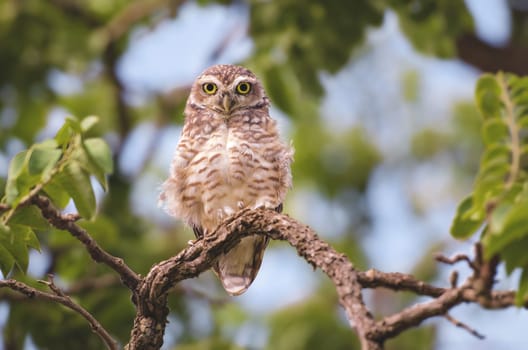 Owl on top of a tree branch looking at the photographer.