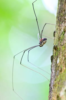 Harvestman spider or daddy longlegs close up on tree in forest