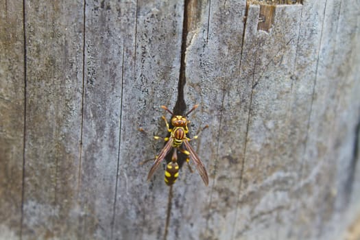 Hymenoptera insect, insect feeding water on bamboo in forest