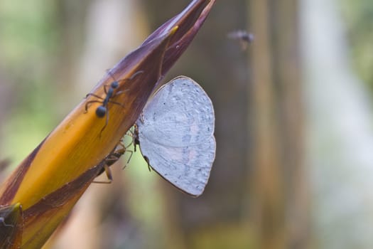 Butterflies are absorption minerals on bamboo in forest