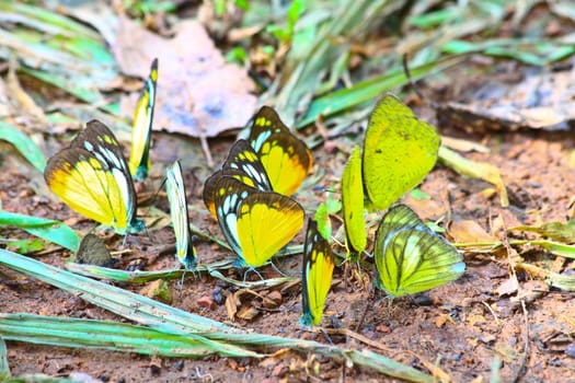 Butterfly on leaf, Butterfly in Pieridae Family