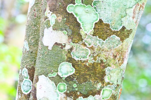 Trunk of an old tree covered with a lichen at a forest path