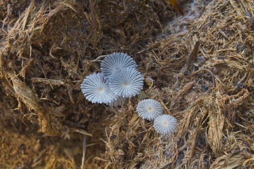 mushrooms caused by excrement elephant in forest, Thailand