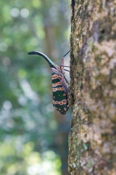 lanternflies insect, beauty insect on tree in forest