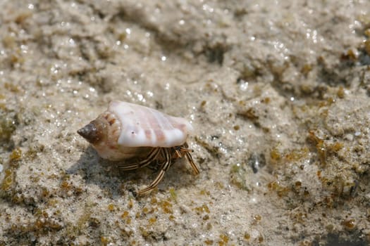 Hermit crab in the Red Sea