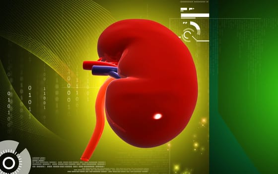 Digital illustration of kidney in colour background
