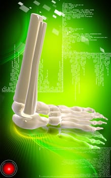 Digital illustration of Leg bone in colour background